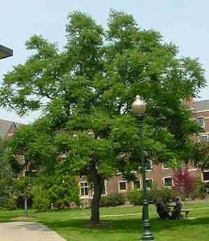 Kentucky Coffee Tree (Gymnocladus dioica) Native to Mid-western U.S. Large tree, grows 50 to 90 feet in height No serious pests or diseases.