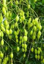Flower is creamy white, pea-like, mildly fragrant, in long hanging clusters, appearing in mid- to late-summer.
