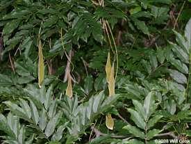 Velvety pods (similar to pea pods) in the fall with yellow fall foliage. Rapid growth rate. Some plants can reach 100 feet in length.