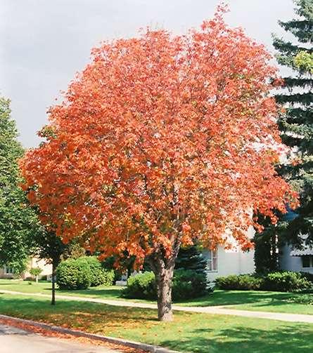 luck Tree is NOT drought-resistant. Needs moist well-drained soil. Prefers partial shade and some protection when small.