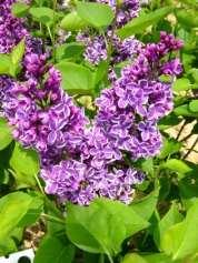 Common Lilac (Syringa vulgaris) A large deciduous shrub or multi-stemmed small tree, growing to 15 ft. high. Suitable to 8500 ft. elevation. Hardy to Zone 3.