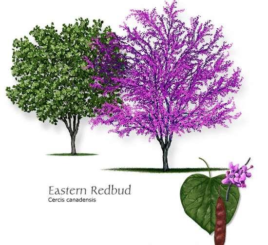 Eastern Redbud Cercis canadensis A small tree, up to 25' high and 20 wide. Slow to medium growth rate. A multi-stem branching habit. Can be trained to a single stem trunk.