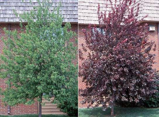 Canada Red Chokecherry (Prunus virginiana 'Schubert') Spring color ` Summer color A pyramidal tree that grows 20-30 feet in height, or a shrub. Suitable to 9,500 ft.
