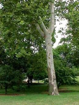 American Sycamore Platanus occidentalis A massive tree to 100+ feet tall, with a trunk of 4 or more feet in diameter.