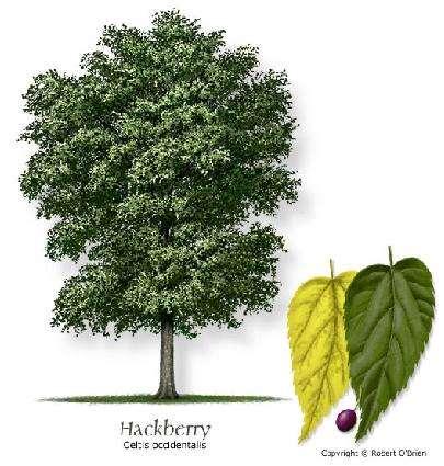 Common Hackberry (Celtis occidentalis) Medium-fast growing and withstands heat, drought, wind, and alkaline soils Suitable to 7500 ft. elevation Crown Height - 40 to 60 feet.