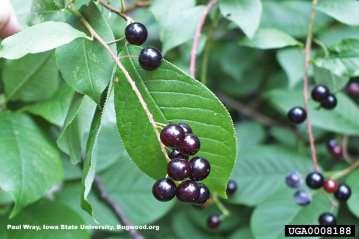 Chokecherry (Prunus virginiana) Native shrub with ovoid to irregular growth form Suitable to 9,500 ft.