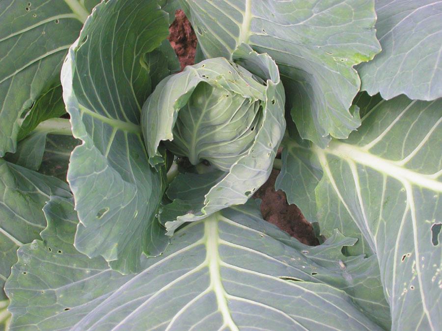 It is most important to scout your own crop Brassica fl ea beetle on greens and assess the numbers of beetles, amount of damage, crop stage, and market needs.