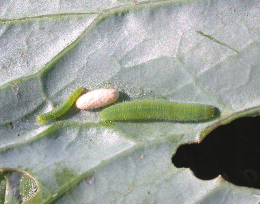 the natural enemies that keep aphids in check and also to conserve parasites of imported cabbageworm!