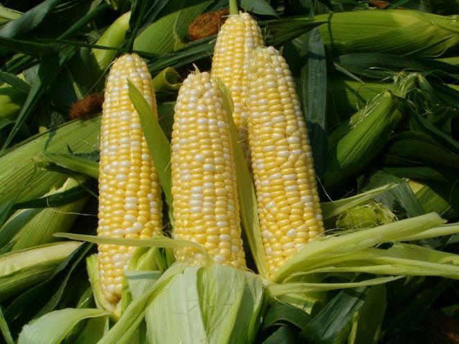 Corn Cultivated for more than 7000
