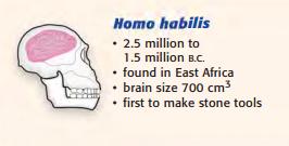 Eastern Africa in an area called the, between 3 and 4 million years ago Homo habilis Type