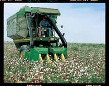 Growing cotton Cotton plants are grown in warm climates. In Spain, 22 out of 100 people work in this sector.