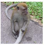 Hello! I am a Long Tailed Macaque. We move about in big groups.