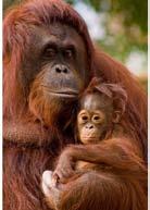 Hello. I am an orangutan, one of the great apes. I live in Borneo and Sumatra high up in the rainforest canopy.