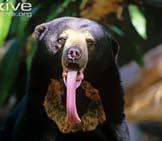 I am a Sun Bear, the smallest member of the bear family. I have a sun shaped mark on my chest.
