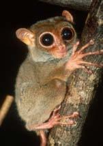 I forage at night. Farmers shoot at us because we forage in the plantations and pull down the branches. Hello! I am a Tarsier. I live in the South East Asia rainforest.