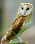 Hello! I am a Barn Owl.