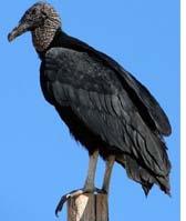 I am a Black Vulture. I live in Central America.