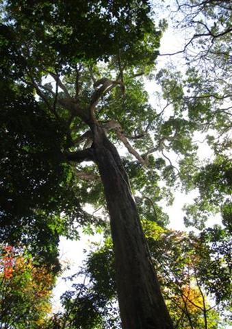 The Kahai Tree Caryodendron orinocense Karsten is an Amazon tree that grows wild along the eastern base of the Andes mountains in Colombia,