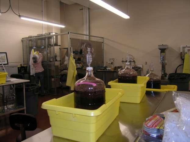 Blackberry wines during fermentation. Photo courtesy of Richelle Stafne, Oklahoma State University.