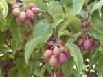 arguta) is hardy to -10 to -25 o F very vigorous plants Ananasnaya Early