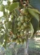 Seeds will be black Vine ripe Ananasnaya Harvest of Fuzzy Kiwifruit Hayward does not