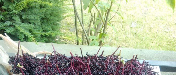 Elderberry Harvesting is