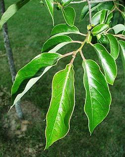 dioecious (male & female trees). http://dendro.
