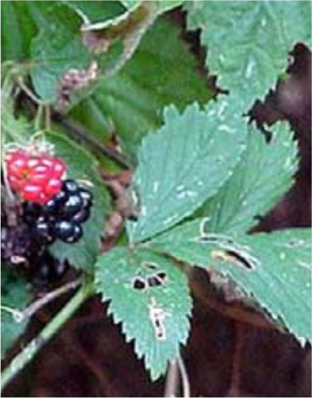 Blackberries Blackberries have 3-5 leaflets. Heavy thorns.