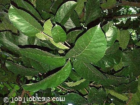 LOCAL NAMES Burmese (myankdok); English (monkey jack); Hindi (,dhau,dephal,badhal); Malay (tampang); Nepali (badahar,arhar); Thai (lokhat); Trade name () BOTANIC DESCRIPTION Artocarpus lakoocha is a