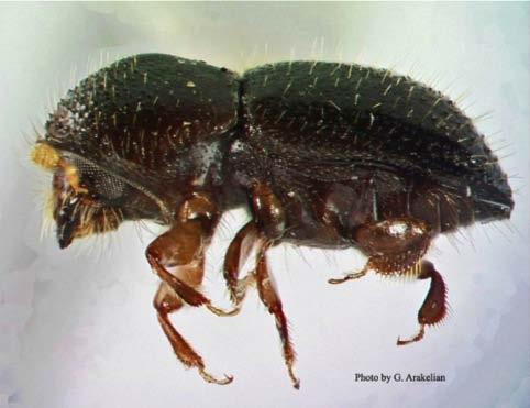 Polyphagous shot hole borer (PSHB), Euwallacea sp. CA FL First detected in California in 2003 Whittier Narrows Recreation Area (LA Co.). This insect/disease complex was not linked to tree injury and mortality until 2012 in LA Co.