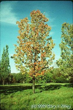 Acer rubrum Bowhall Bowhall Red Maple Considered to be an excellent street and