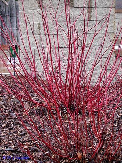 Cornus sericea Cardinal red twig dogwood Classic red-twig dogwood with brilliant bright-red winter stems.