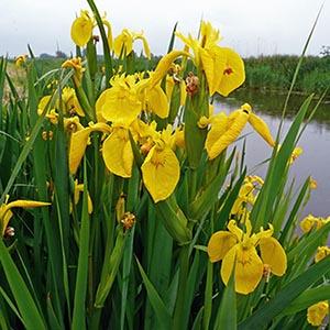 Iris pseudoacorus yellow flag This wetland iris typically forms large colonies along streams, ponds and marshes.