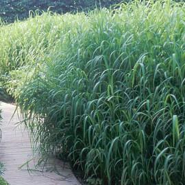 Miscanthus floridulus miscanthus Known for its low maintenance and large size, this plant features massive upright foliage clumps atop