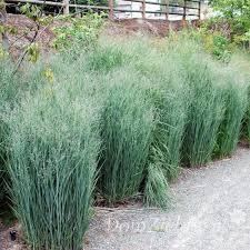Panicum virgatum /Heavy Metal switch grass This is a switch grass culivar which features metallic-blue foliage and a columnar form.
