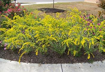 Solidago Fireworks rough goldenrod This goldenrod cultivar features tiny, bright yellow flowers borne in dense, plume-like
