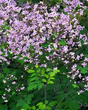 Thalictrum rochebrunianum meadow rue lavender mist This is a slender, clump-forming perennial which features lacy,