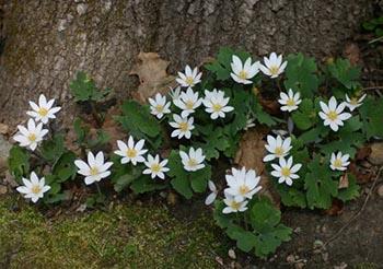 Sanguinaria Canadensis bloodroot This stemless rhizomatous blooms in early spring.