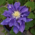 Clematis con t The Clematis in the Patio and Gardens collection from Raymond Evison are ideal for growing on