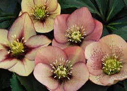 Bred by Chris Hansen, plants in the Winter Thriller series have been selected for their vigor and beautiful colors.