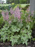 Marvelous Marble Heuchera (Alum Root) Heuchera Marvelous Marble The foliage of this color changing Heuchera emerges purple in the spring and changes to green