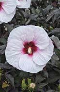 at the tips like the older types of Hibiscus. Zone 4.
