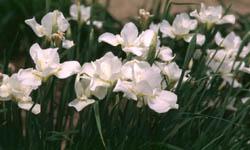 Iris sibirica (Siberian Iris) Iris sibirica Dance and Sing, Iris sibirica White Swirl Graceful plants with tall grassy looking foliage, Siberian Iris are