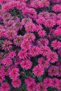 Monarda Fireball has ruby red flowers and grows to only about half the size of many older red varieties of