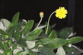 <20m tall Mouse-ear hawkweed (Pilosella officinarum) Yellow dandelion-like head Purplish-black