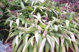 heads (20-30cm) Leaf stalks covered in irritating hairs Dense, palm-like grass <150cm Parrot s