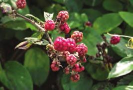 <20m Wild blackberry (Rubus fruiticosus agg) Small, white or pink (Nov-Apr) Sweet purplish