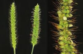 long by 15cm wide Annual thistle <1m Yellow bristle grass (Setaria