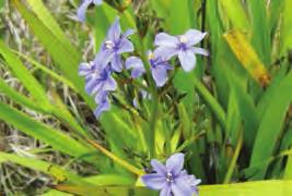 PLAN Aristea (Aristea ecklonii) Deep blue flowers in bright sunlight (summer) Seed capsule 2cm long,