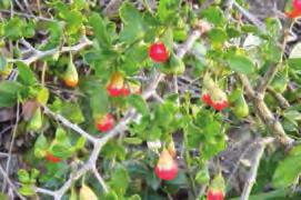 Boxthorn (Lycium ferocissimum) White-pale mauve (Jul-Mar) Poisonous orange-red berries Hairless, almost